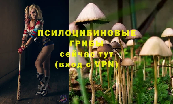 apvp Алзамай